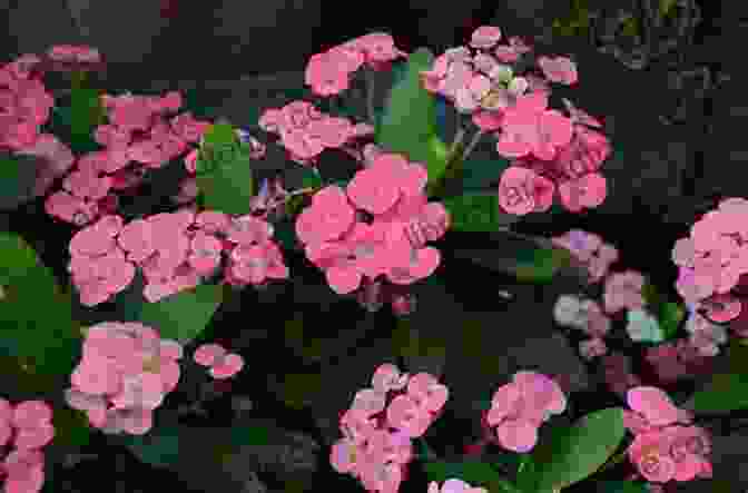 A Crown Of Thorns With Clusters Of Small, Spiny Flowers. Spiny And Prickly Plants (Beware Killer Plants)