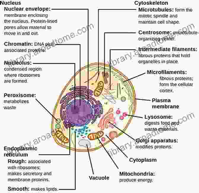 A Detailed Illustration Of A Cell, Showcasing Its Various Organelles And Structures. Heritability Of Intelligence: A Clarification From A Biological Point Of View (essentials)