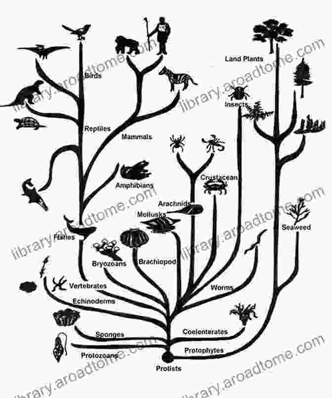 A Diagrammatic Representation Of An Evolutionary Tree, Illustrating The Branching And Divergence Of Species Over Time. Heritability Of Intelligence: A Clarification From A Biological Point Of View (essentials)