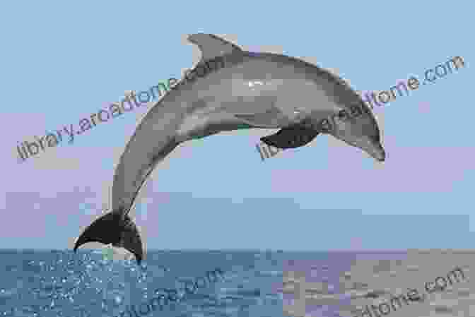 A Dolphin Leaping Out Of The Water Story Of A Dolphin