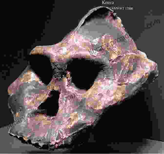 A Fossil Of An Early Hominid Skull Methods For Human History: Studying Social Cultural And Biological Evolution