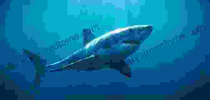 A Great White Shark Swimming Through The Ocean Life In An Ocean (Living In A Biome)