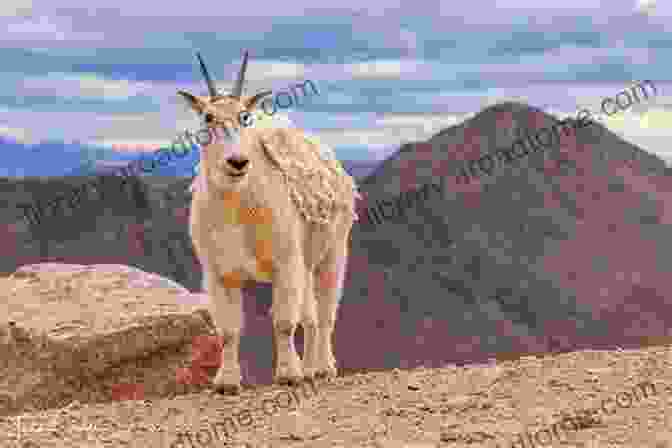 A Group Of Mountain Goats On Mount Bierstadt. Mountain Goats In The Sky: Photographing Mountain Goats On Mount Bierstadt Colorado (Photo Adventures In The Colorado Rockies)