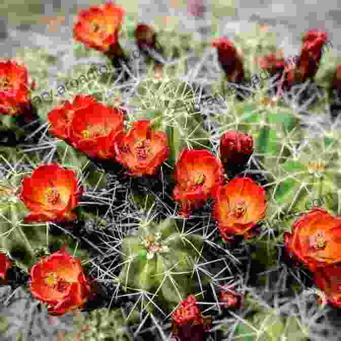 A Hedgehog Cactus With Clusters Of Bright Pink Flowers. Spiny And Prickly Plants (Beware Killer Plants)