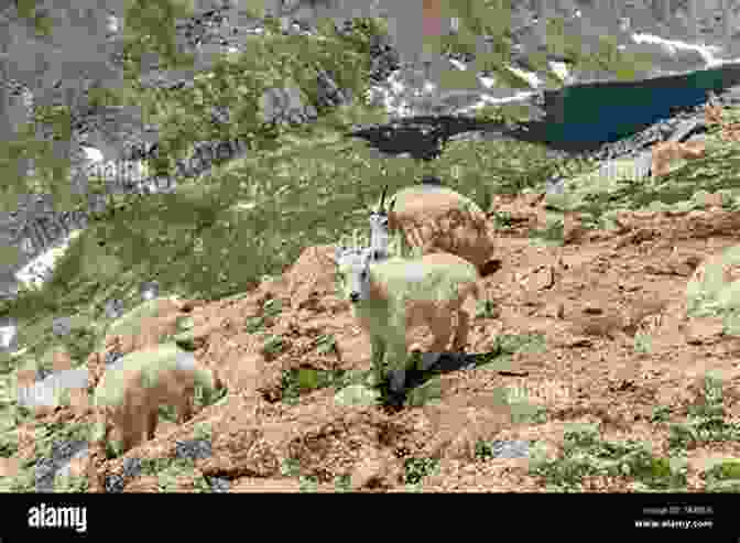 A Mountain Goat Kid On Mount Bierstadt. Mountain Goats In The Sky: Photographing Mountain Goats On Mount Bierstadt Colorado (Photo Adventures In The Colorado Rockies)