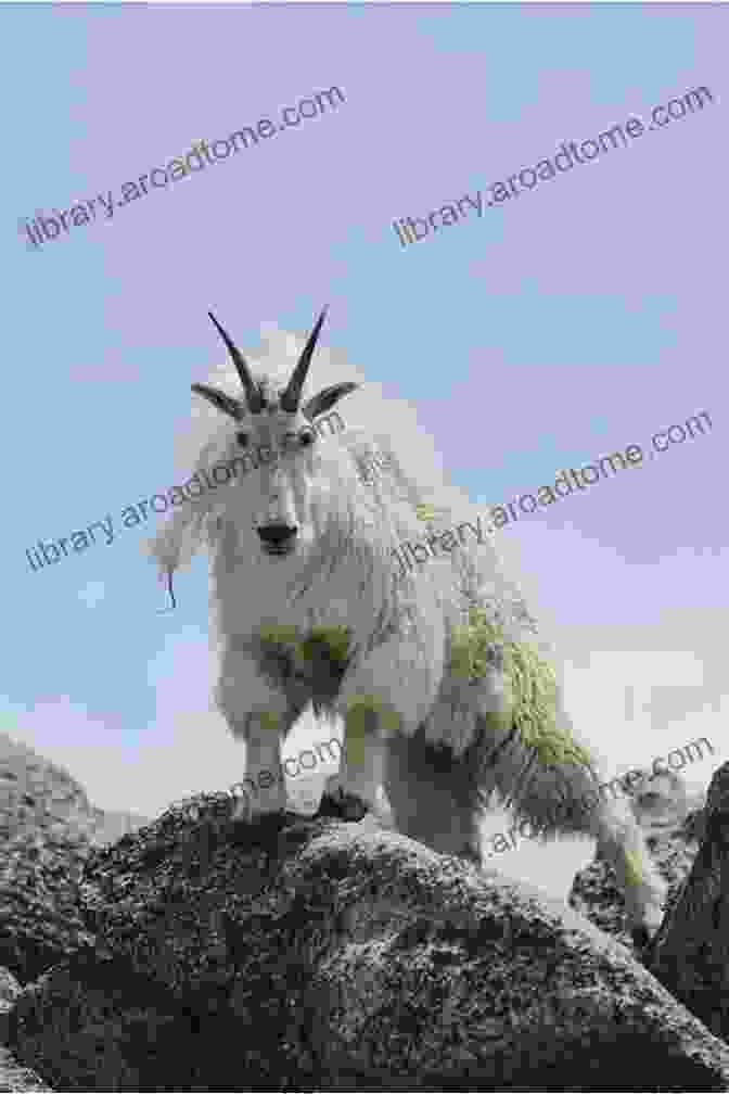 A Mountain Goat On Mount Bierstadt. Mountain Goats In The Sky: Photographing Mountain Goats On Mount Bierstadt Colorado (Photo Adventures In The Colorado Rockies)