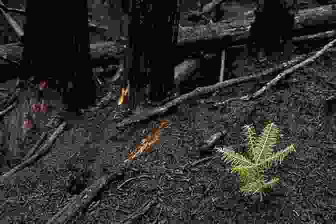 A Photo Of A New Forest Growing After A Bushfire. Our Dangerous Friend: Bushfire Philosophy In South West Australia