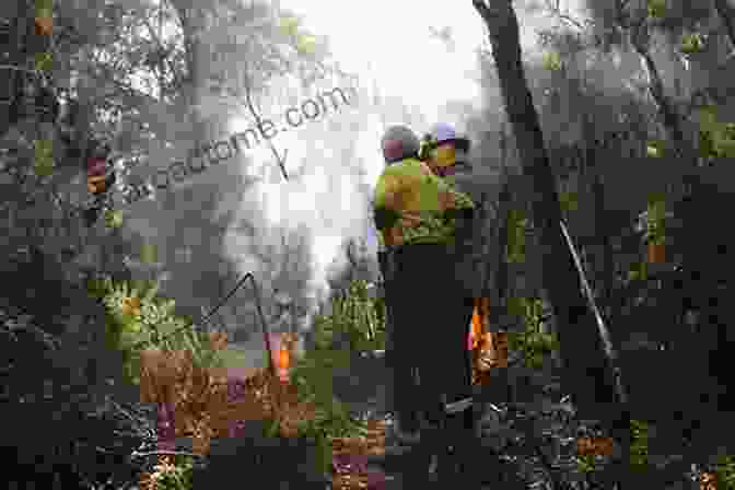 A Photo Of A Noongar Elder Conducting A Cultural Burn. Our Dangerous Friend: Bushfire Philosophy In South West Australia