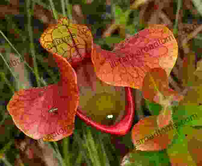 A Pitcher Plant With A Pitcher Shaped Leaf Filled With Digestive Fluid. Spiny And Prickly Plants (Beware Killer Plants)