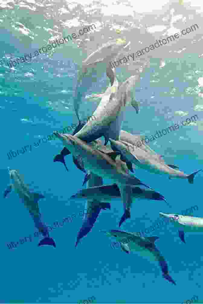 A Pod Of Bottlenose Dolphins Leaps From The Water, Their Sleek Bodies Glistening In The Sunlight. Whales Dolphins And Porpoises Of The Western North Atlantic A Guide To Their Identification