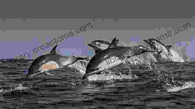 A Pod Of Dolphins Swimming Together Story Of A Dolphin