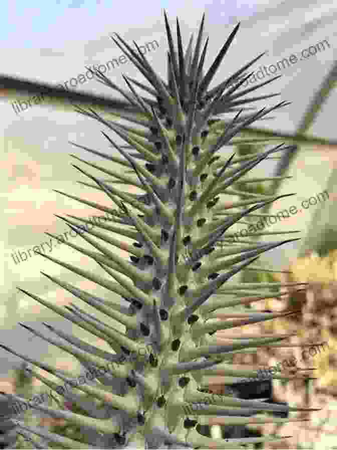 A Spiny Plant With Sharp Thorns Protruding From Its Stems And Leaves. Spiny And Prickly Plants (Beware Killer Plants)