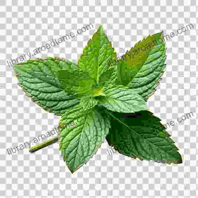 A Sprig Of Fresh Peppermint Leaves On A White Background Natural Remedies For Common Digestive Problems