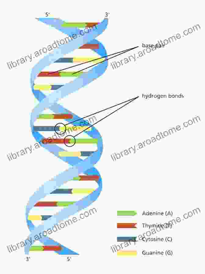 A Three Dimensional Model Of The DNA Double Helix, Depicting The Intricate Arrangement Of Nucleotide Bases. Heritability Of Intelligence: A Clarification From A Biological Point Of View (essentials)