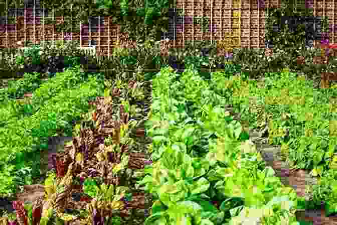 A Vegetable Garden With Rows Of Fresh Vegetables. My Garden Mein Garten: A Picture For The Youngest German Student