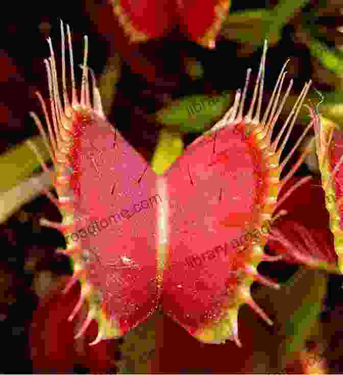 A Venus Flytrap With Its Hinged Leaf Lobes Open, Displaying Its Sensitive Trigger Hairs. Spiny And Prickly Plants (Beware Killer Plants)