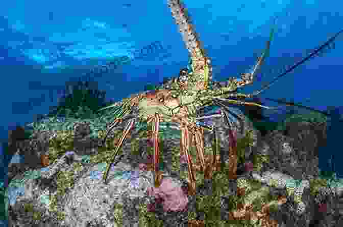 A Vibrant Collection Of Crabs And Lobsters Found In The Cayman Islands, Showcasing Their Diverse Colors And Shapes. Cayman Has Crabs And Lobsters: A Photographic Collection Of Crabs And Lobsters Found By The Authors While Diving Grand Cayman (Cayman Underwater 3)