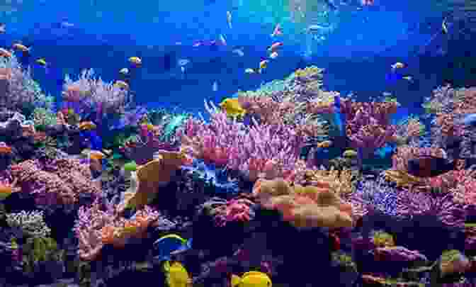 A Vibrant Coral Reef Ecosystem Life In An Ocean (Living In A Biome)