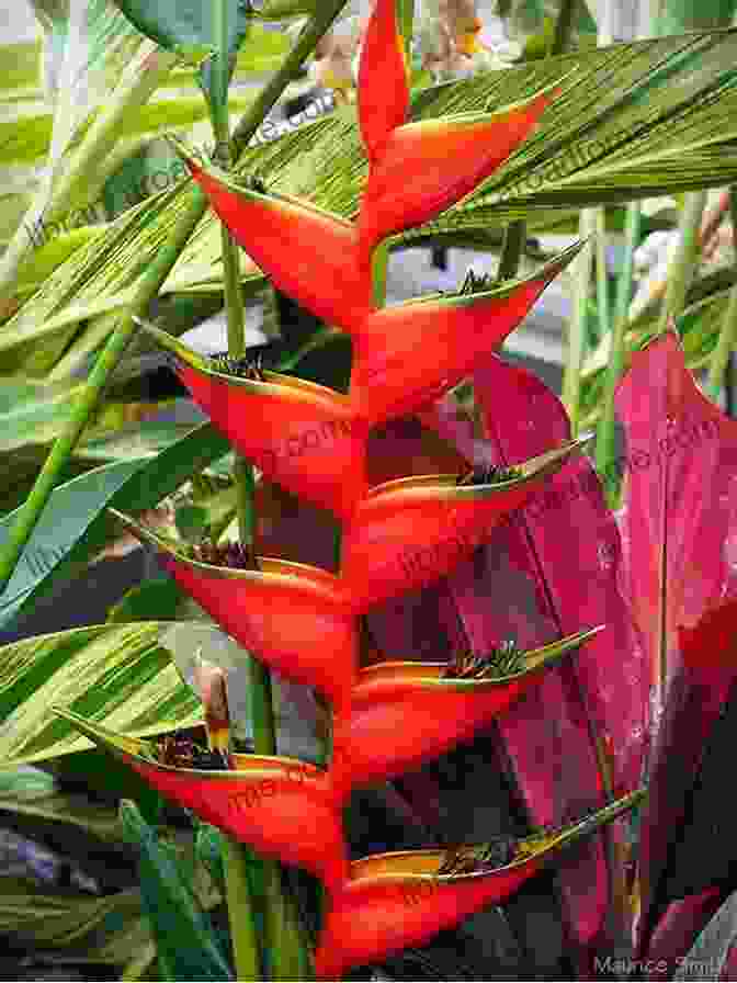 A Vibrant Red Heliconia Flower With A Lobster Claw Shaped Inflorescence THE FAMILIES OF FLOWERING PLANTS: HELICONIACEAE TO ZINGIBERACEAE