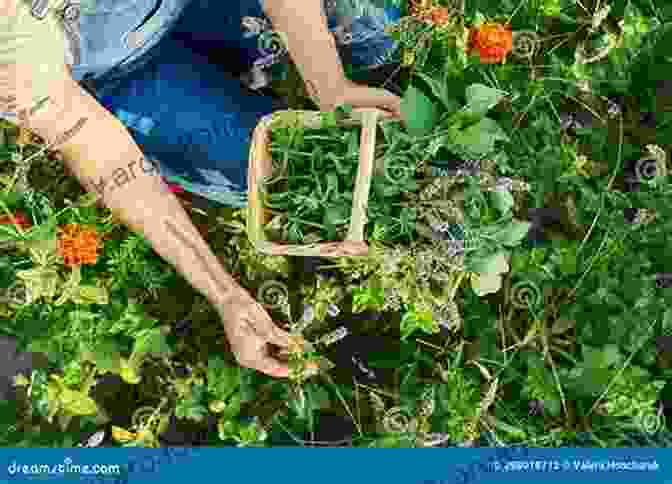 A Woman Harvesting Herbs In A Lush Garden The Green Witchcraft Bible: An Applied Guide To Utilizing The Natural Magic Of Plants Herbs And Crystals: Transform Yourself Into A Nature Based Healer Create Your Own Green Witch Garden