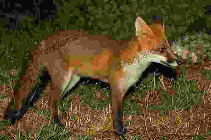 A Young Fox Standing Amidst A Lush Forest, Its Eyes Sparkling With Curiosity The Little Fox: Who Lived In The Woods