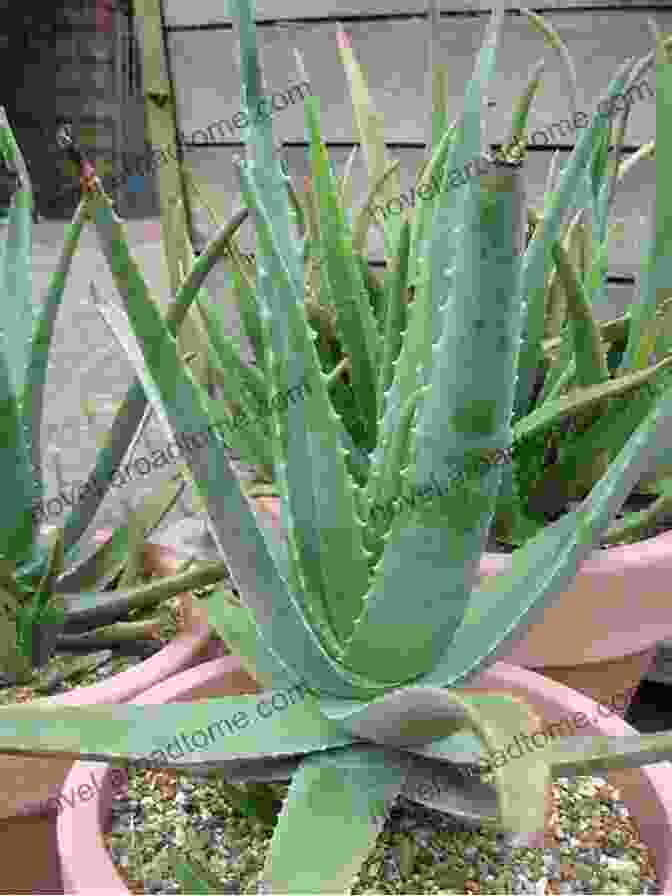 Aloe Vera Plant With Leaves STRETCH MARKS REMOVAL TREATMENT: GUIDE ON HOW TO REDUCE WRINKLES AGING SKIN AND REMOVE STRETCH MARKS NATURALLY