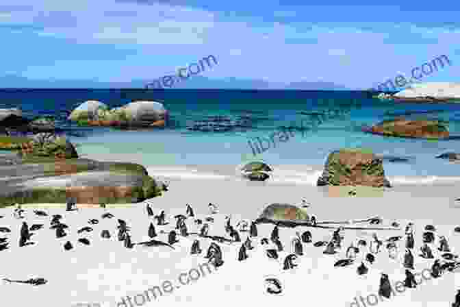 Boulders Beach, A Penguin Paradise In Cape Town Hidden Cape Town