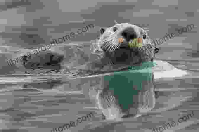 Close Up Of A Sea Otter Swimming In The Calm Waters Of The Reserve Romantic BACK BAY SUNSET PHOTOGRAPHY Upper Newport Bay Ecological Reserve Newport Beach California USA Grace Divine (NEWPORT BEACH CALIFORNIA PHOTOGRAPHY)