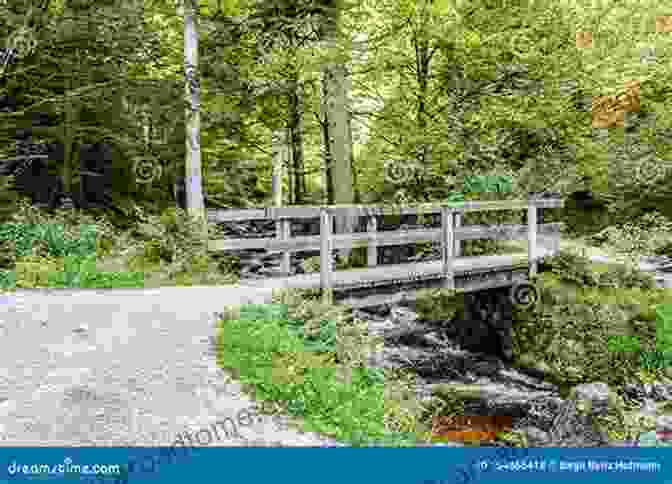 Color Photograph Of A Lush Forest Path Leading Into A Clearing With A Wooden Bridge Over A Stream Daufuskie Island (Images Of America)