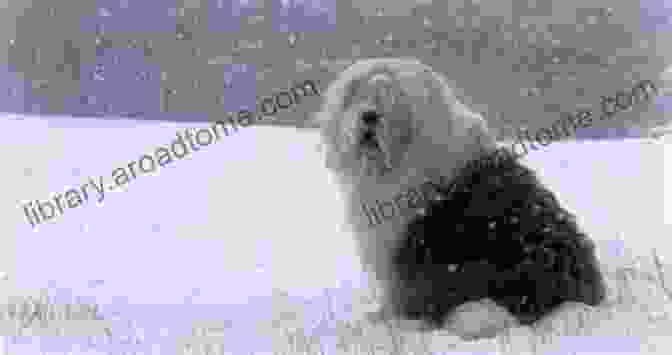 Cooper, An Old English Sheepdog, Standing In A Snowy Field, Looking Up At The Camera With His Tongue Out Cooper In The Snow (Cooper The Old English Sheepdog 1)