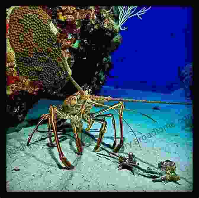 Crabs And Lobsters In The Shallow Waters Of The Cayman Islands, Highlighting Their Diverse Interactions With The Seagrass Meadows And Sandy Habitats. Cayman Has Crabs And Lobsters: A Photographic Collection Of Crabs And Lobsters Found By The Authors While Diving Grand Cayman (Cayman Underwater 3)