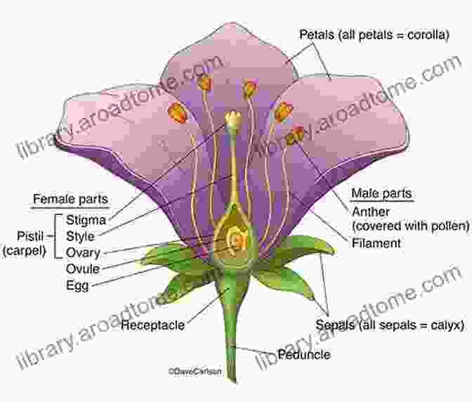 Diagram Of Flower Anatomy Flower Painting Tutorial: Basic Techniques For Flower Painting
