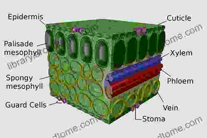 Diagram Of Leaf Anatomy Leaves (Plant Parts)