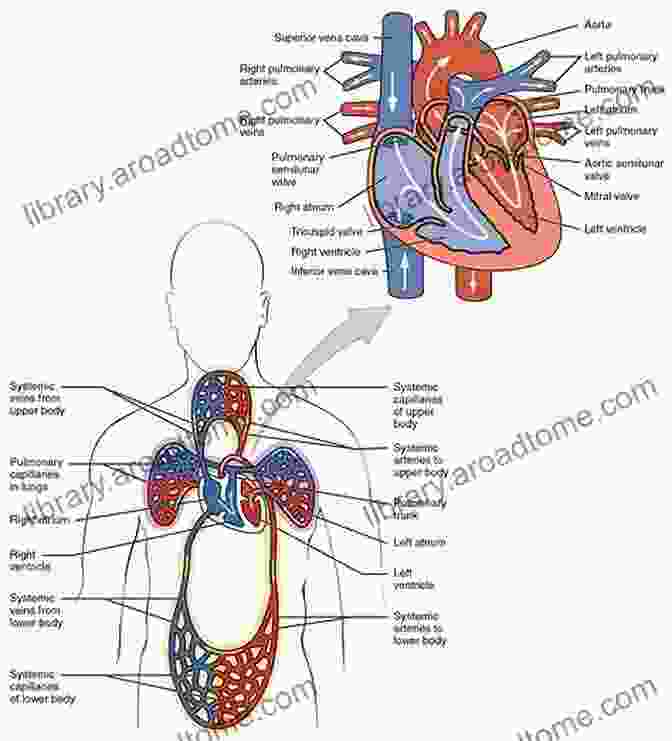 Diagram Of The Heart And Cardiovascular System Magnificent Magnesium: Your Essential Key To A Healthy Heart More