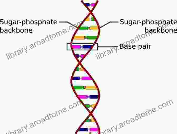 DNA Strands Forming Double Helix A Cancer In The Family: Take Control Of Your Genetic Inheritance