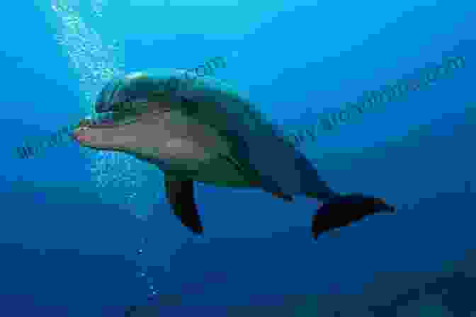 Dolphin Swimming In The Ocean Encyclopedia Of Animals: Contains 300 Species