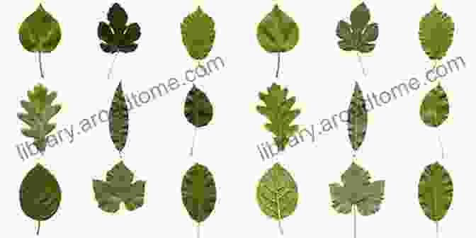 Examples Of Various Leaf Shapes Leaves (Plant Parts)