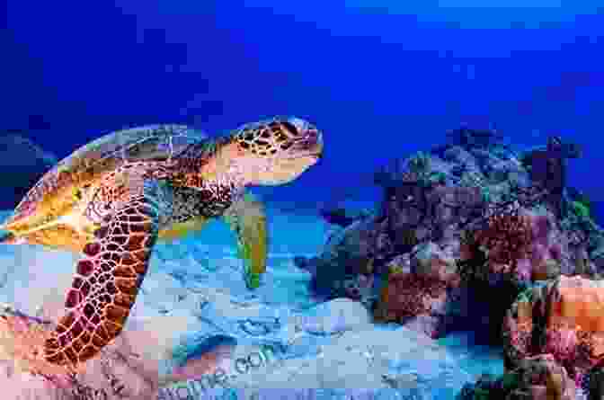 Francis The Turtle Swimming Through A Coral Reef Francis Falls Asleep: Francis Se Queda Dormido (Turtle Tales 2)