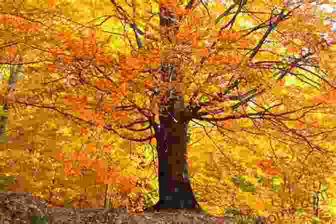 Golden Leaves Of Autumn Trees A Wilder Life: A Season By Season Guide To Getting In Touch With Nature