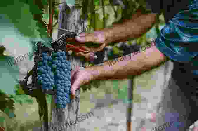 Grape Harvest In Champagne The Essence Of Champagne: In The Glass And At The Table