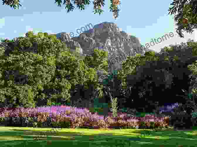 Kirstenbosch National Botanical Garden, A Floral Wonderland In Cape Town Hidden Cape Town