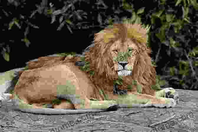 Lion Resting On A Rock Encyclopedia Of Animals: Contains 300 Species