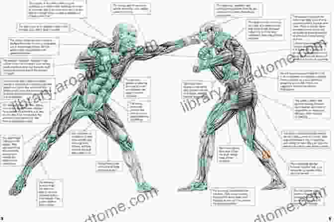 Muscle Anatomy How To Build The MMA Body: Building The MMA Physique The MMA Workout Hardcore Workout Plan Diet Plan With Nutritional Values Build Quality Muscle