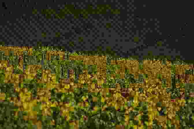 Rolling Vineyards In Champagne The Essence Of Champagne: In The Glass And At The Table