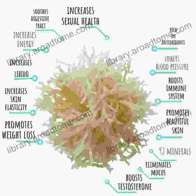 Sea Moss Medicinal Properties Dr Sebi Sea Moss: Boost Your Immune System Cleanse Your Body And Manage Your Diabetes By Drinking A Delicious Sea Moss Smoothie Packed With 92 Essential Nutrients For Your Overall Health