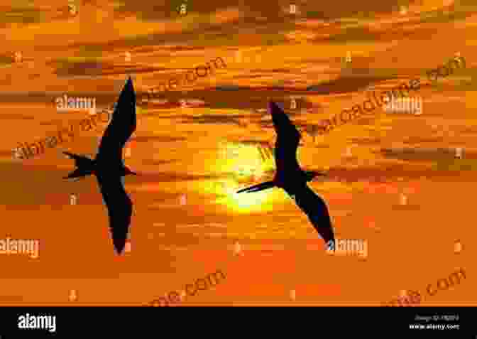 Silhouette Of Birds Flying Against A Vibrant Sunset Sky Romantic BACK BAY SUNSET PHOTOGRAPHY Upper Newport Bay Ecological Reserve Newport Beach California USA Grace Divine (NEWPORT BEACH CALIFORNIA PHOTOGRAPHY)