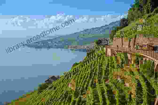 Terraced Vineyards In Serbia The Wines Of Eastern Europe