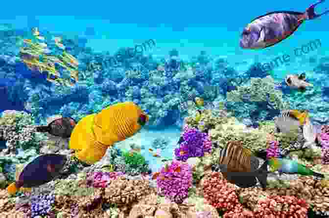 The Vibrant And Diverse Great Barrier Reef Tahlie Tours Australia