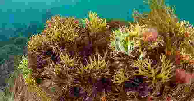 Vibrant Red Irish Sea Moss On The Beach The TRUTH About Irish Sea Moss Chondrus Crispus