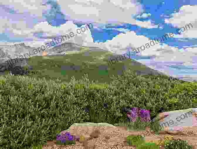 Wildflowers On Mount Bierstadt. Mountain Goats In The Sky: Photographing Mountain Goats On Mount Bierstadt Colorado (Photo Adventures In The Colorado Rockies)